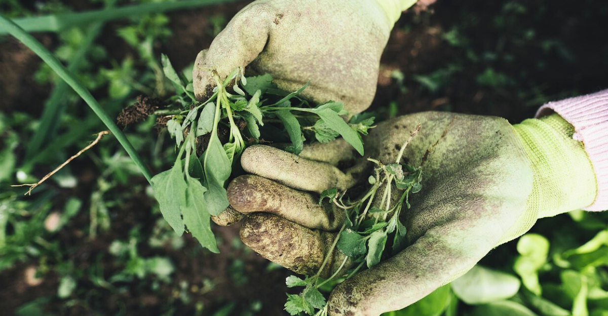 weeds in gloved hands